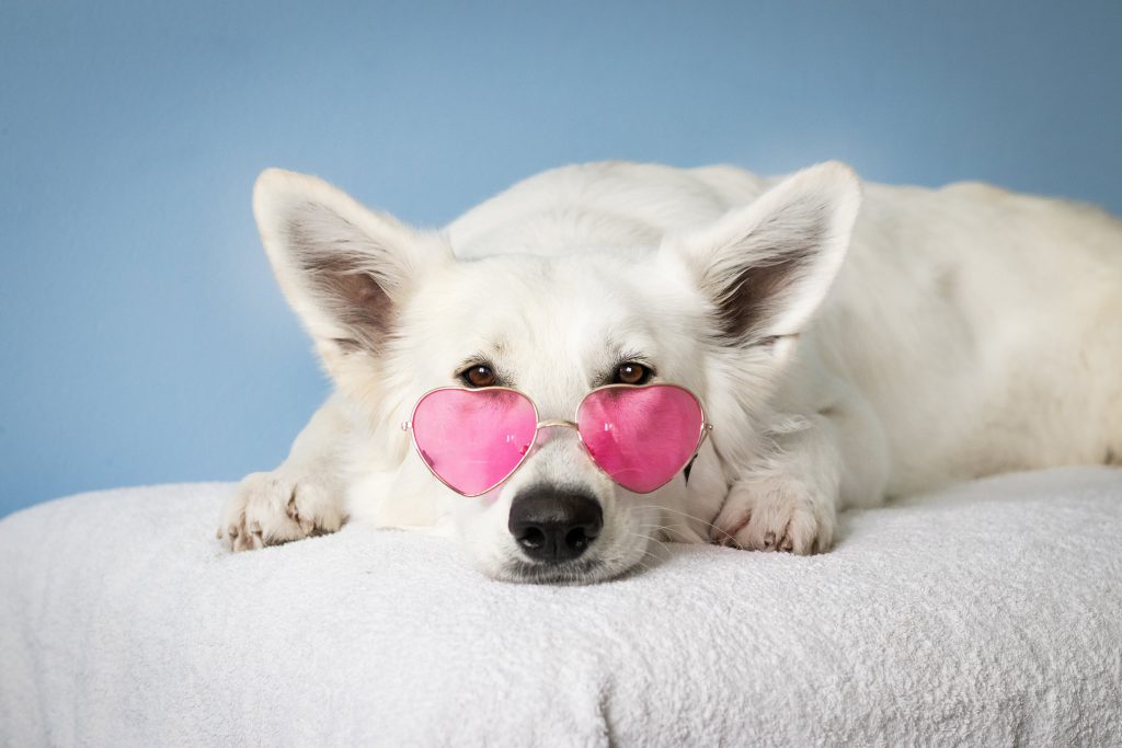 Dog wearing pink glasses