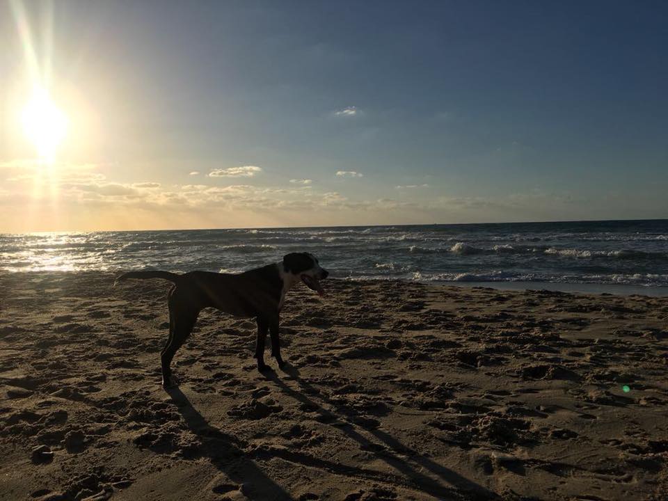Loola the dog at the beach