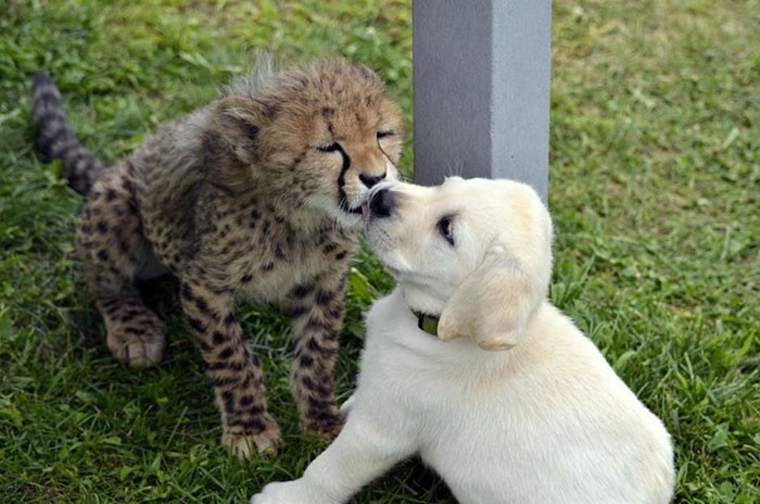 golden retriever and cheetah best friends