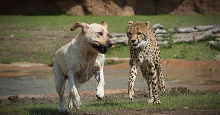 golden retriever and cheetah playing together