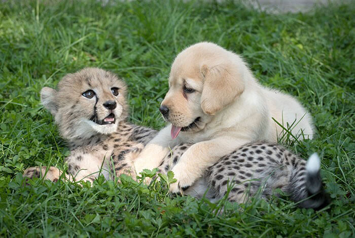 golden retriever and cheetah