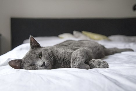 gray cat lying in bed