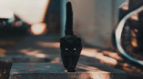 black cat walking in the street