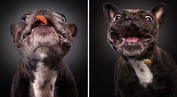 two funny pictures of a dog eating dog food that was thrown at him