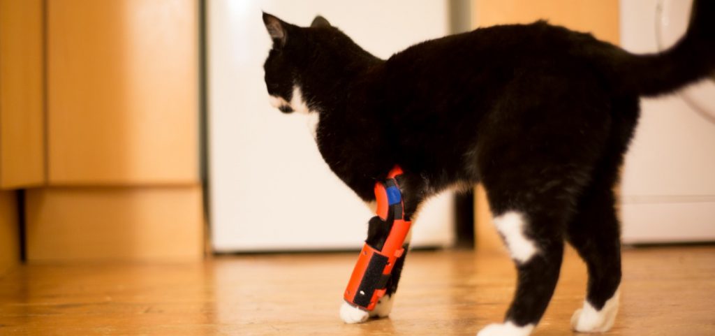 Cat wearing a device that helps recovering his leg