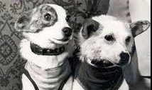 the first dogs in space