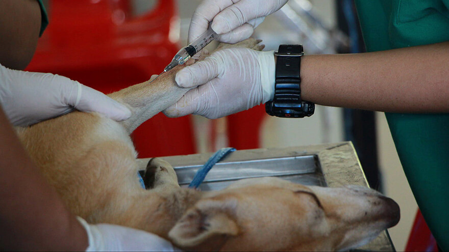 Dog receiving treatment