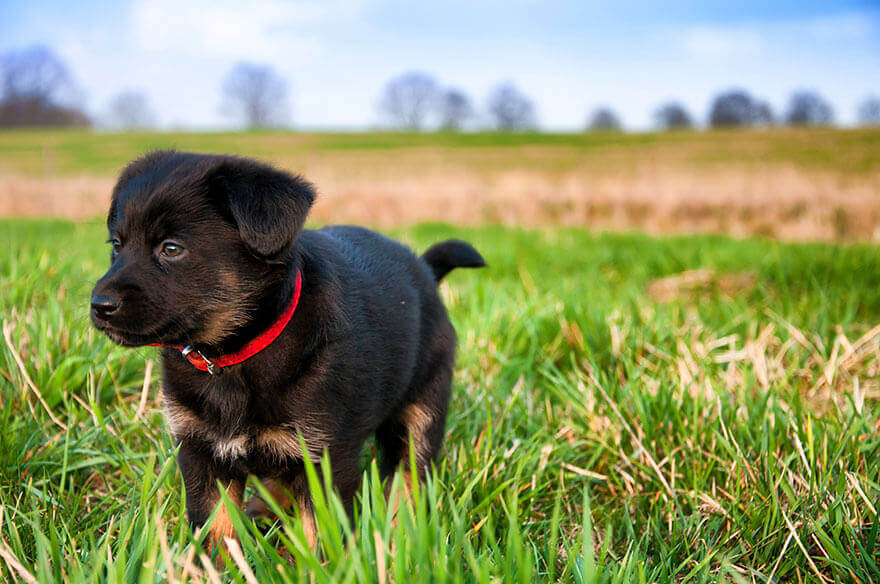 Black-puppy-with-red-collar