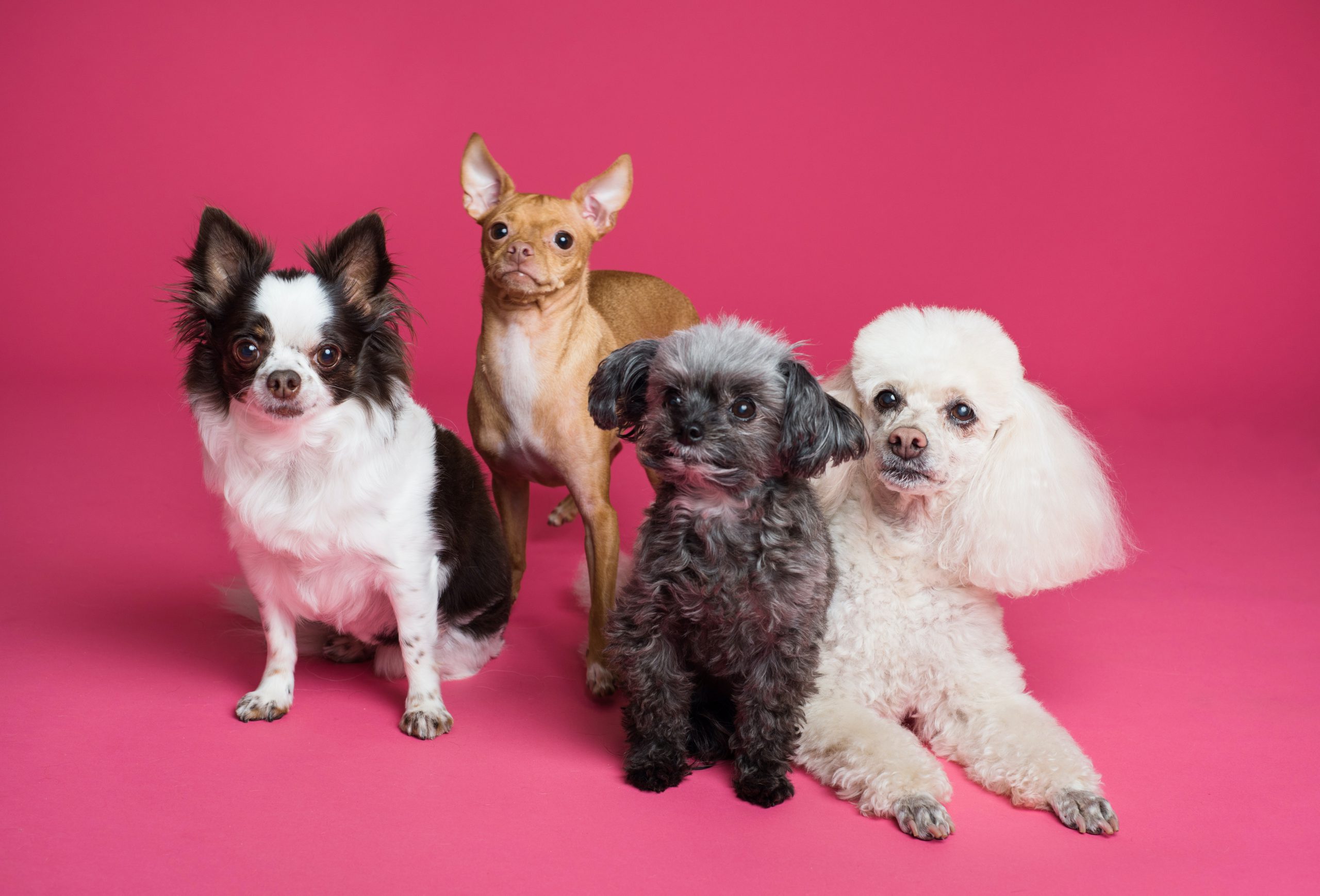 dogs on pink background