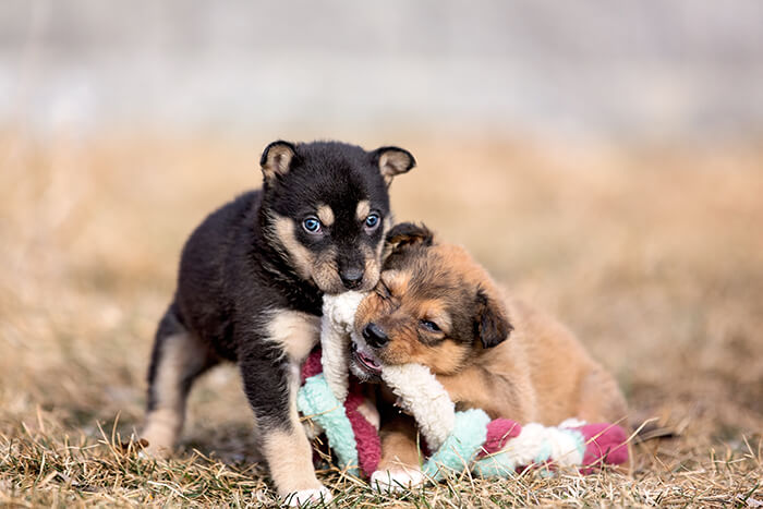 Puppies play with a toy
