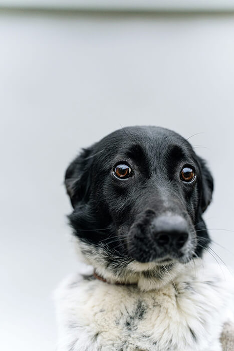 dog with brown eyes looking at the camera