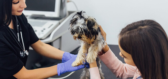 female vet inspect Yorkshire terrier dog