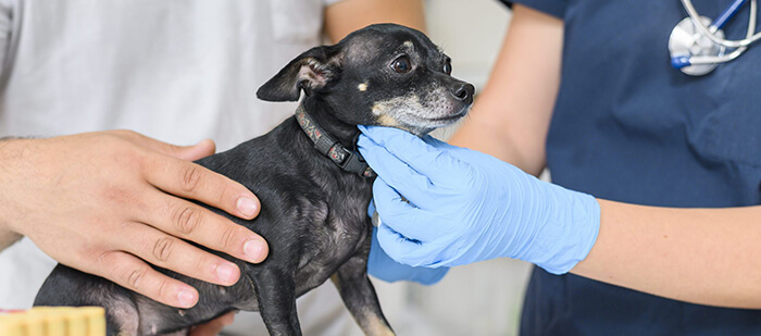 man petting scared chihuahua dog while vet examining