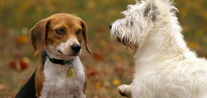 two dogs looking at each other
