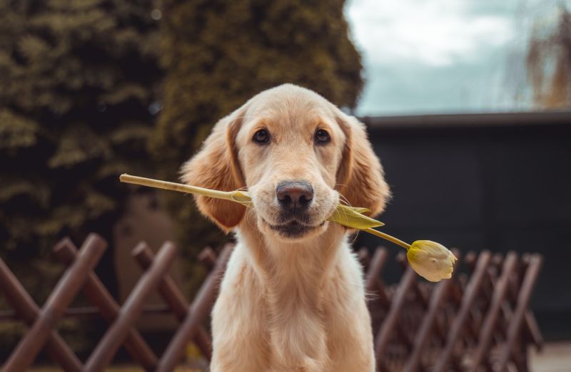 dog holding a flower in his mouth