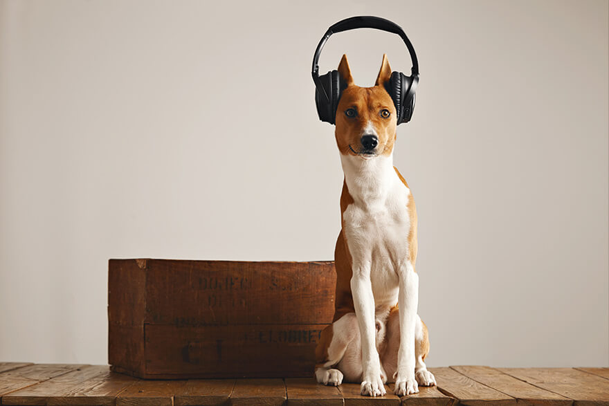 Dog-wearing-headphones