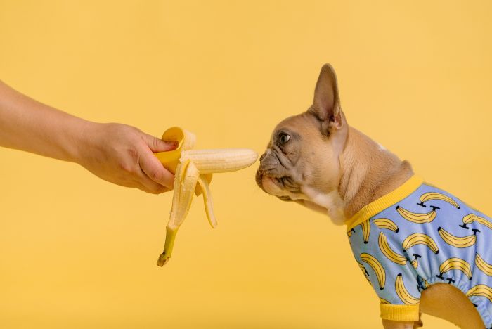 Dog thinks about eating a banana