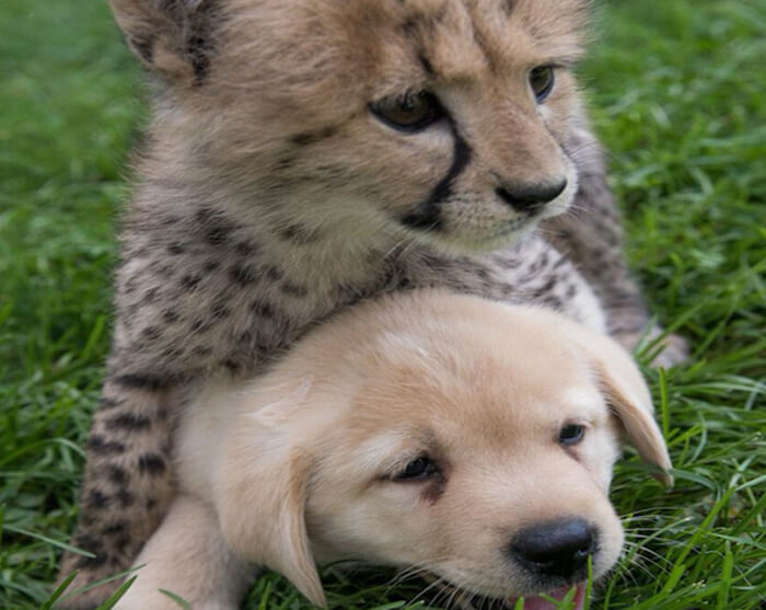 golden retriever and cheetah An unusual friendship
