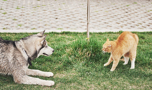 cat-against-dog-unexpected-meeting