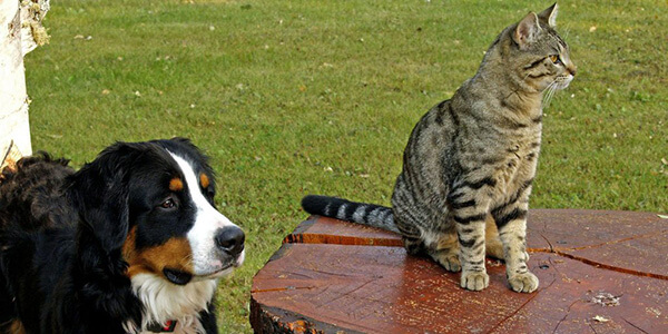 dog and cat in harmony