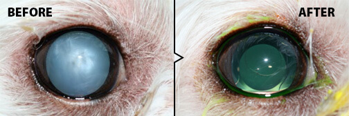 dog cataract before and after picture