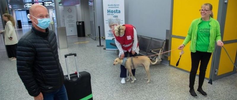 dog checking for covid in the airport
