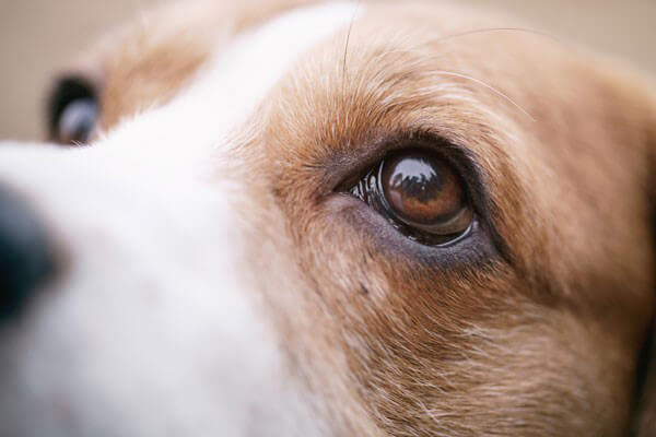 dog close up