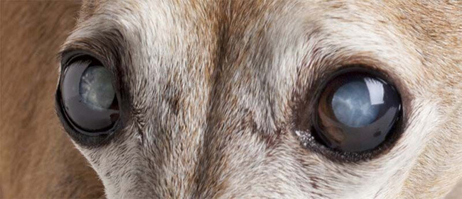dog eyes with cataract