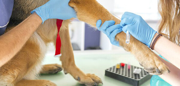 dog receiving veterinary medicine