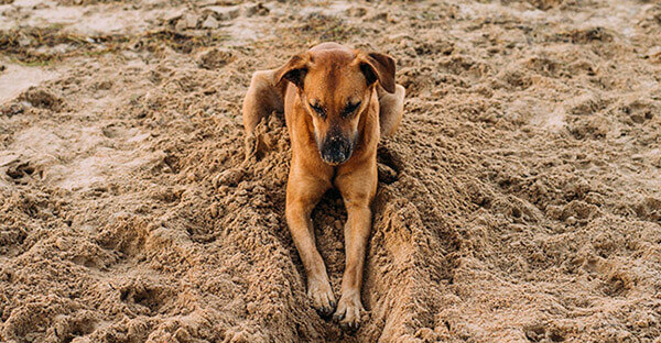 dog seating in the sand