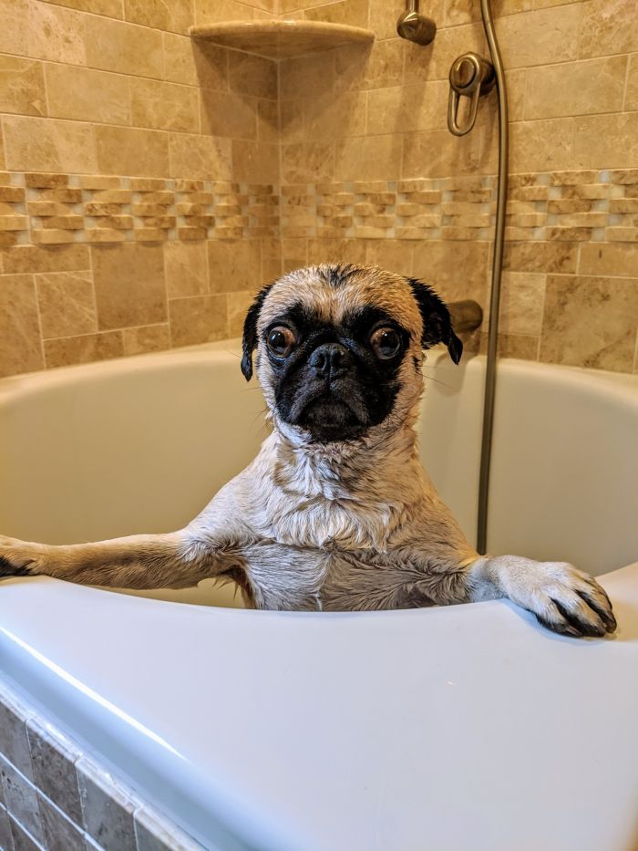 Dog looks shocked after bath