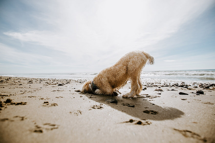 hypoallergenic dog playing in the sand
