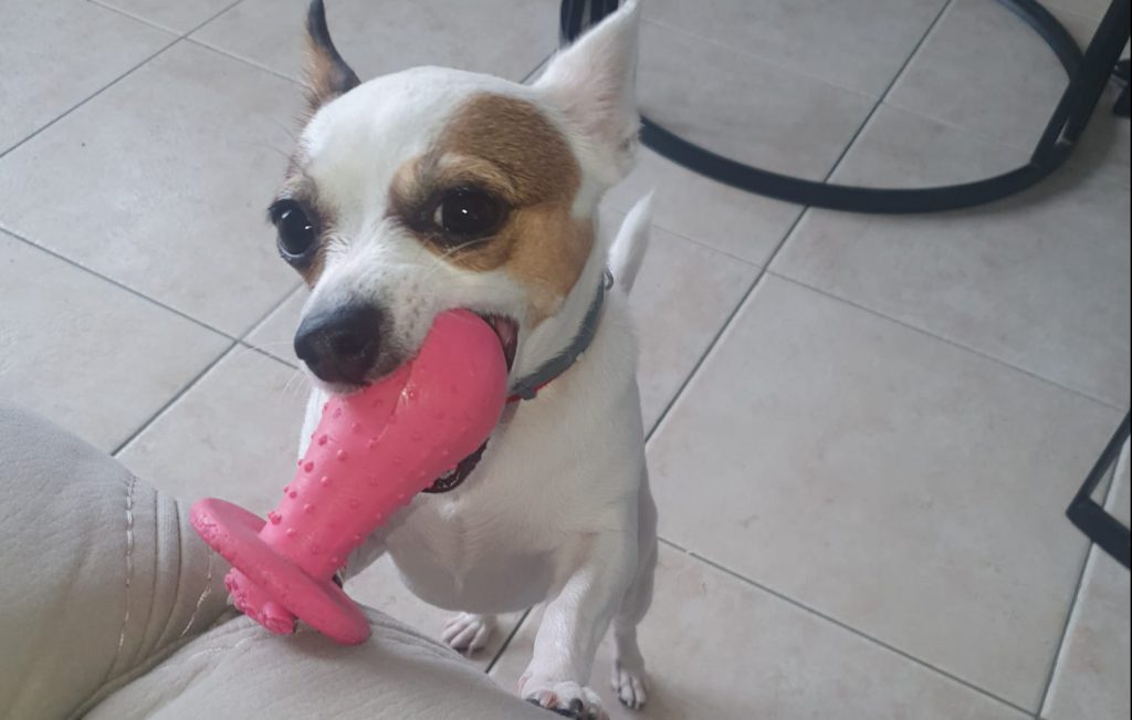 Dog biting a toy