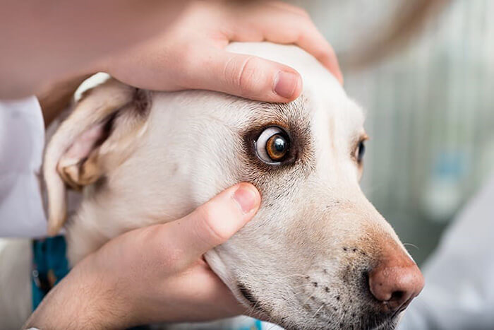 vet check dog's eye