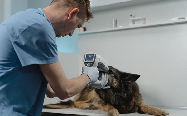 vet checks dog for cataract