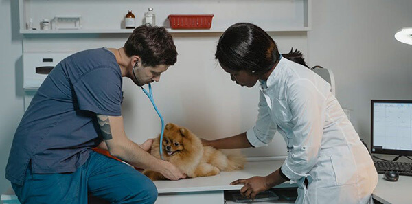 vets inspecting dog