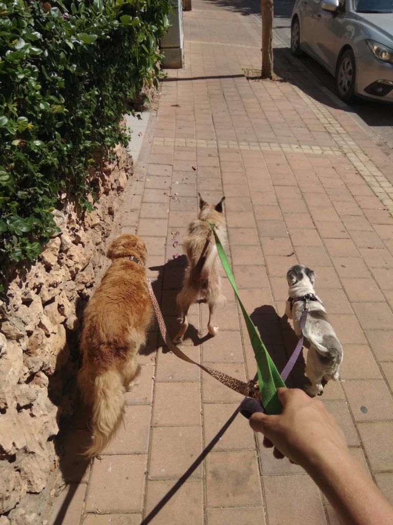 good dog - dog walker walking with dogs