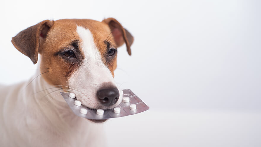 Dog-Biting-pills