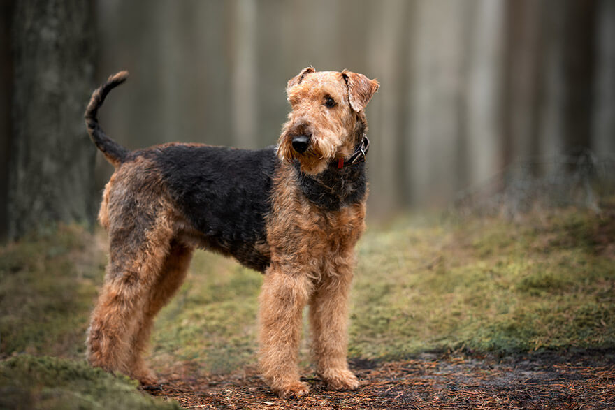 Airedale-Terrier dog