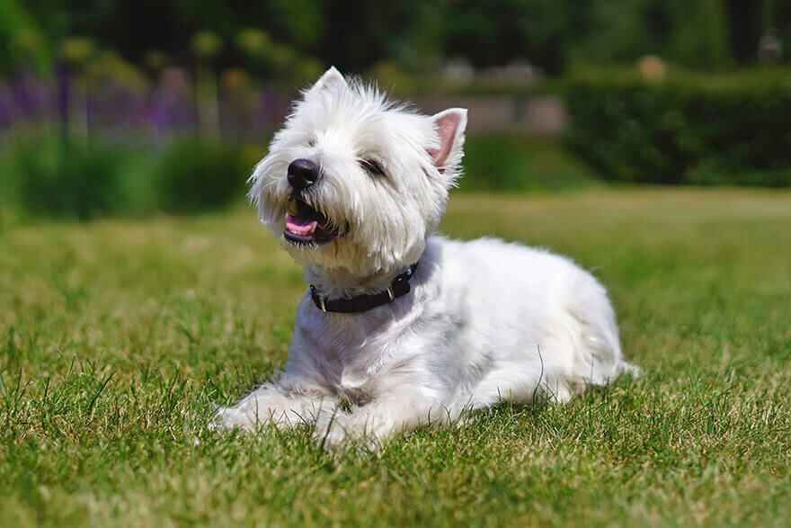 West-Highland-White-Terrier dog