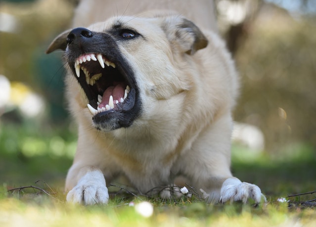 כלב כועס