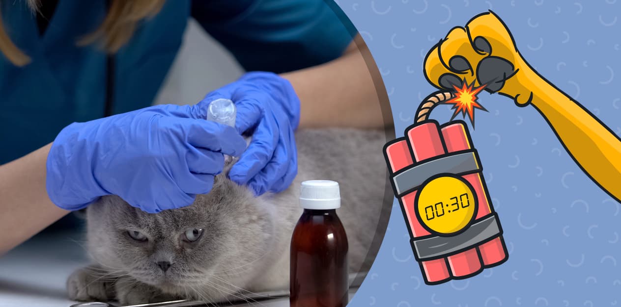 איך לא להרוג את החתול שלך: למה אמפולות נגד טפילים לכלבים כל כך מסוכנות לחתולים?