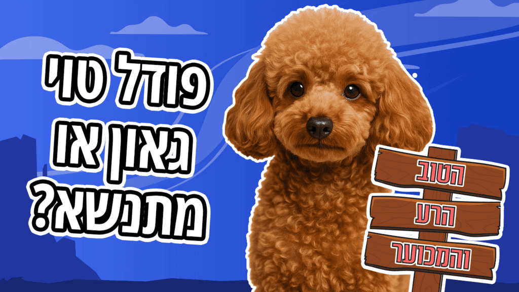 פודל טוי