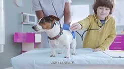 ג׳ק ראסל טרייר