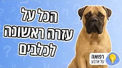 איך להגיש עזרה ראשונה לכלבים?