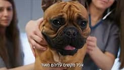 בולדוג צרפתי