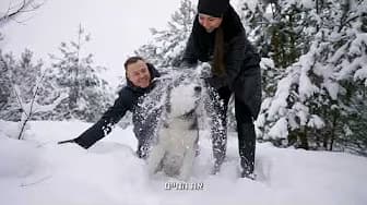 האסקי סיבירי