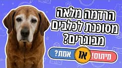 הרדמה מלאה מסוכנת לכלבים?