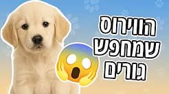 וירוס הפארוו - סכנה לגורים שלכם 