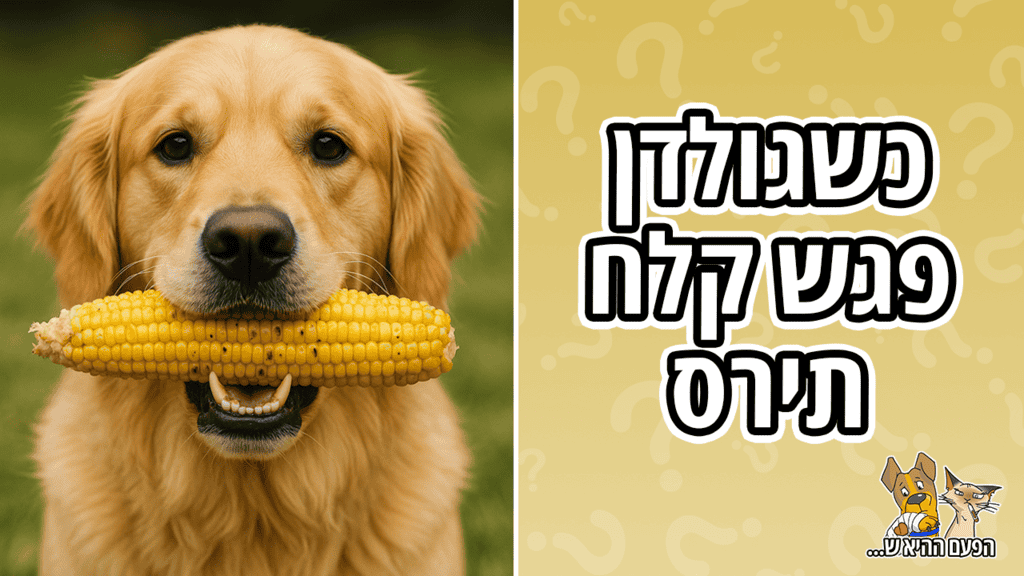 מה קרה לכלב שבלע קלח תירס שלם?